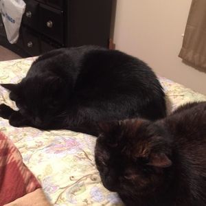 Meet your Posher, Sharon